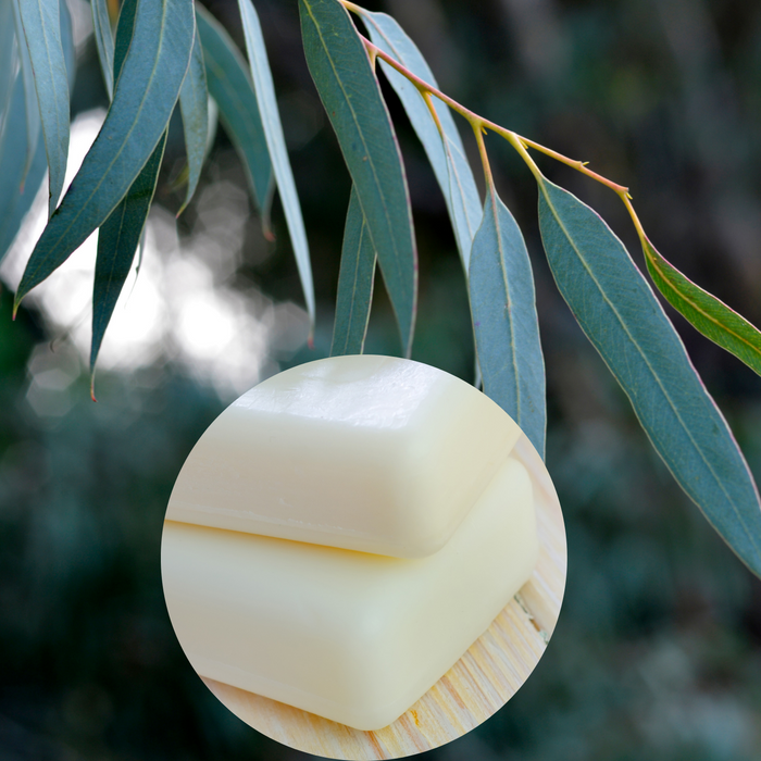 Pastille parfumée - Eucalyptus